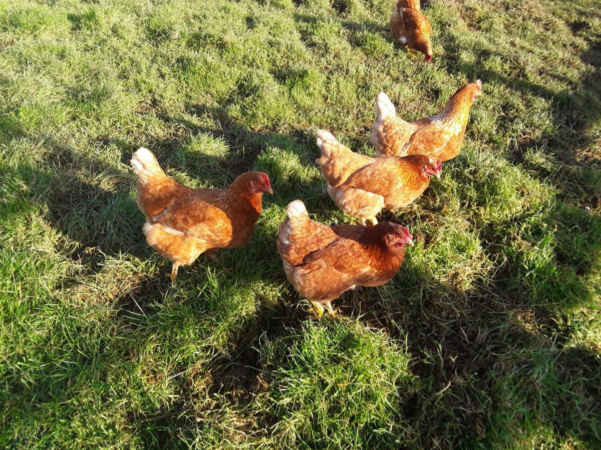 Sharlands Farm Bed And Breakfast Bude Extérieur photo